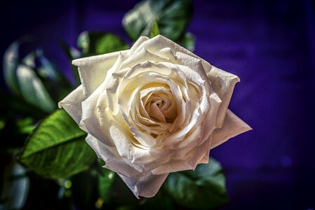 White rose nature love