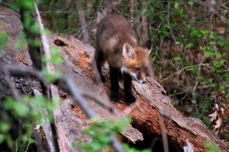 Red Fox 05-05-2018 015