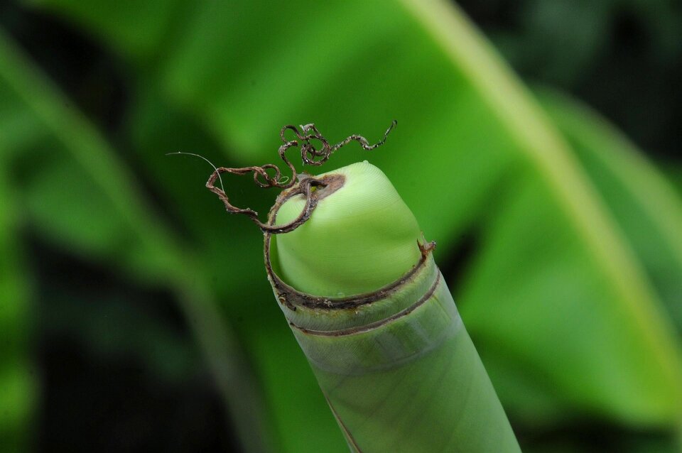 Curled tree green banana