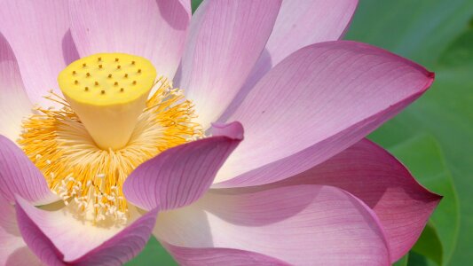 Plant flourished aquatic plant