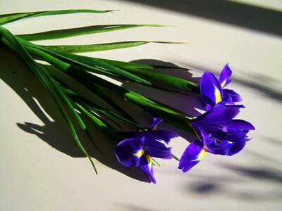 Blue iris cut flower light shadow photo