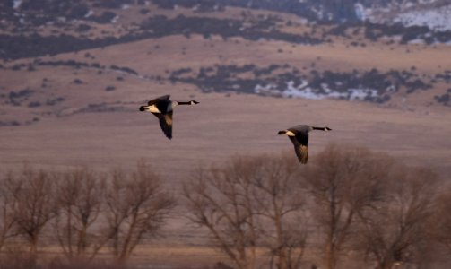 SandHillCranes-8
