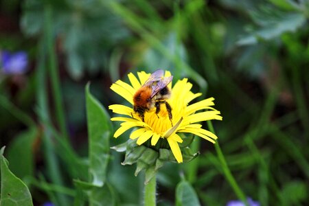 Insect pollination plant photo