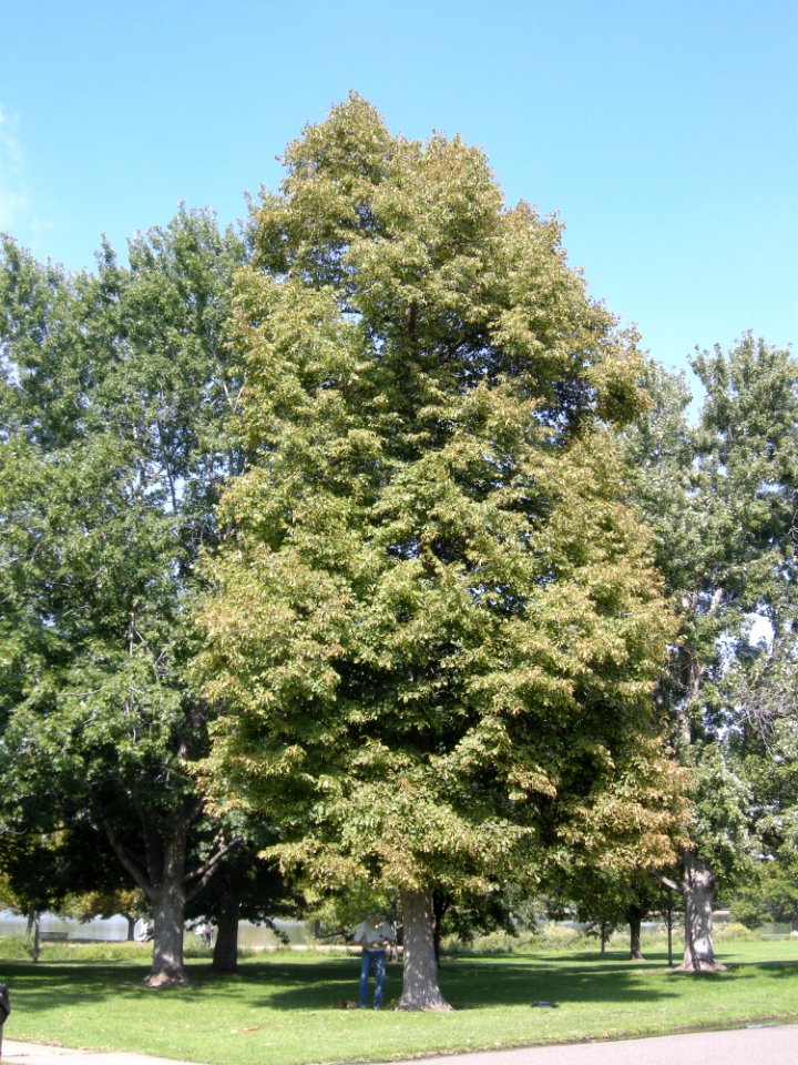 LindenFoliageStudy2016 Tree WP4a