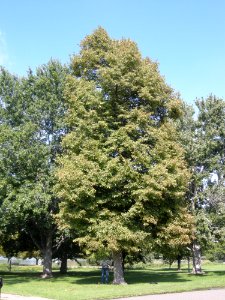 LindenFoliageStudy2016 Tree WP4a