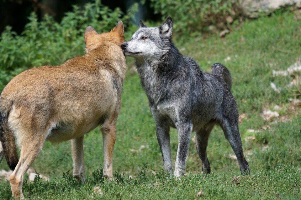 Wolf tense order of precedence