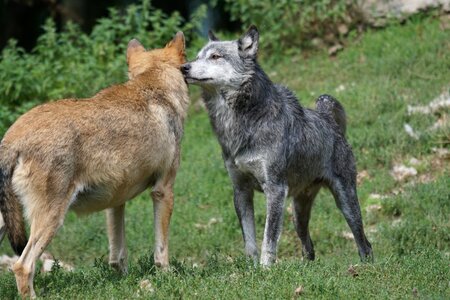 Wolf tense order of precedence