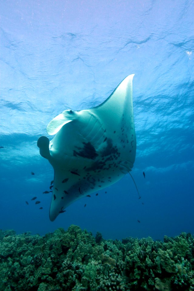 Manta Ray Cleaning Station