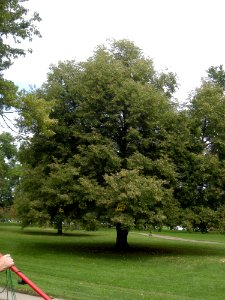 LindenFoliageStudy2016 Tree CY1a