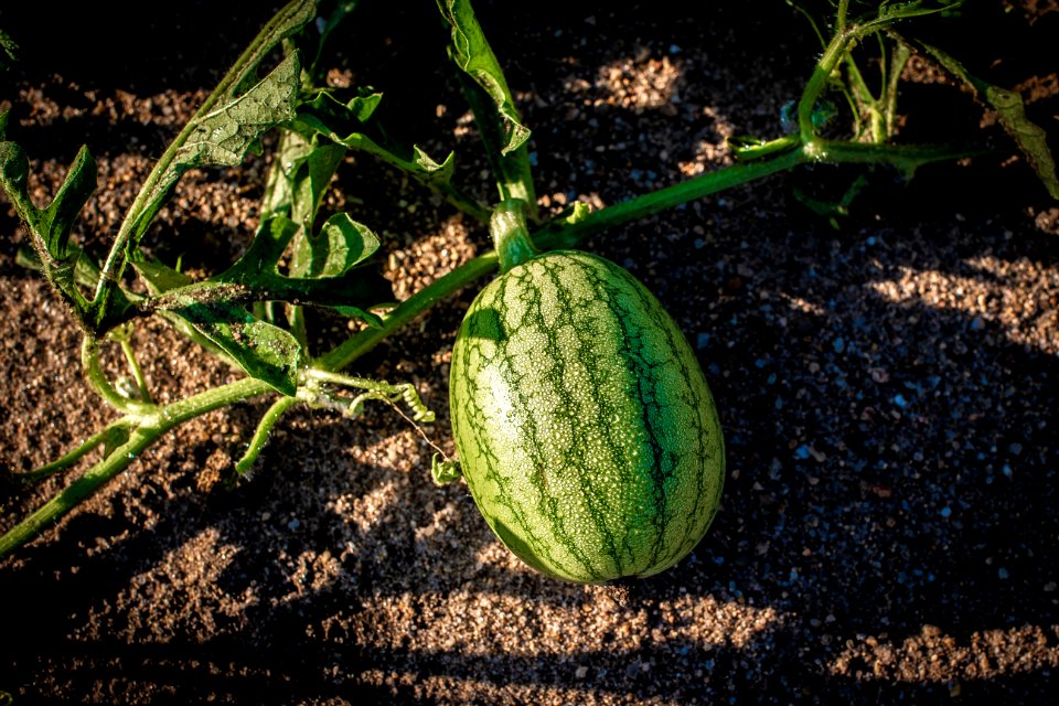 20180830-FAS-PJK-0151 TONED