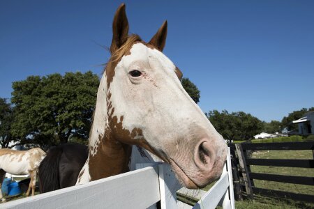 Ranch animal livestock