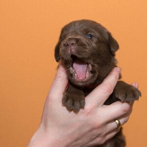 Doggy pet chocolate