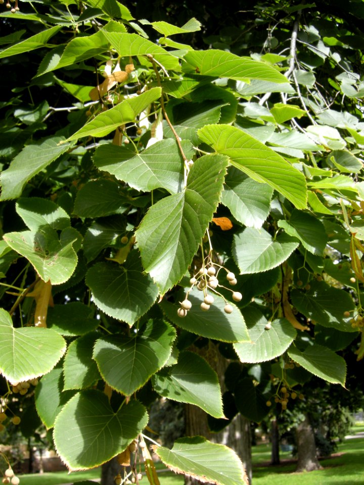 LindenFoliageStudy2016 Tree CH1c
