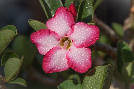 Adenium eastern wild