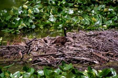 2019 Walk for the Woods Bacon Ridge Natural Area 205 Canada Goose