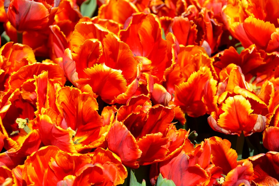 Nature greeting card spring awakening