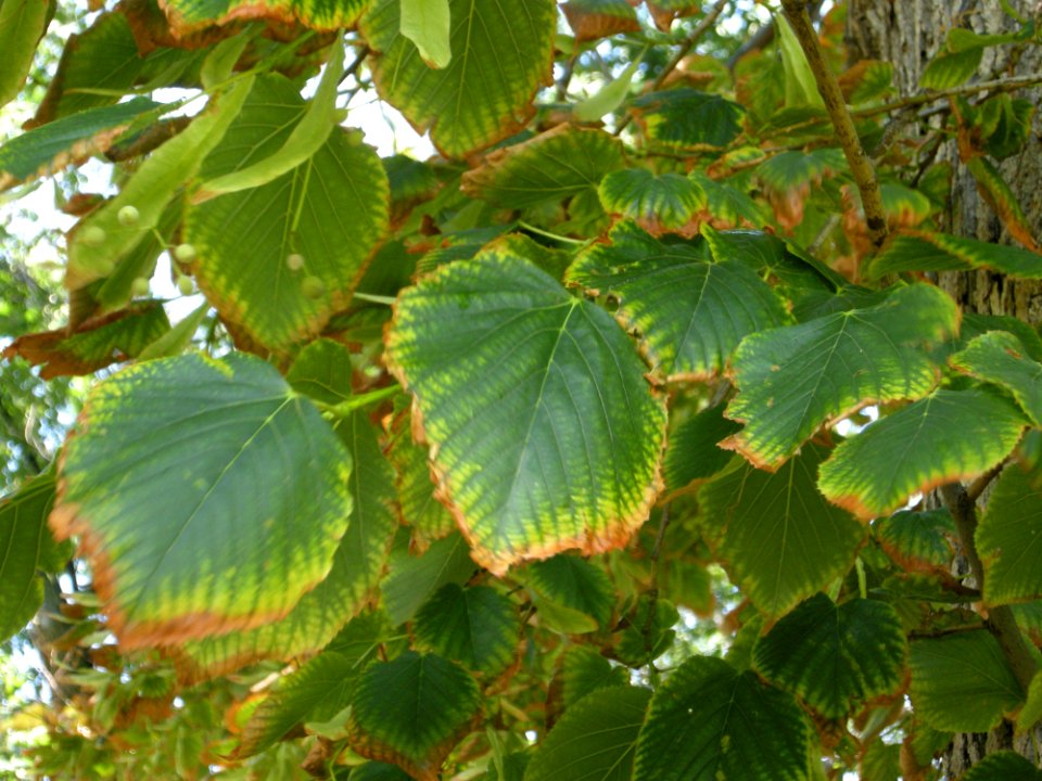 LindenFoliageStudy2016 Tree WP2b