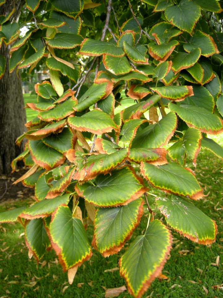LindenFoliageStudy2016 Tree CH2b