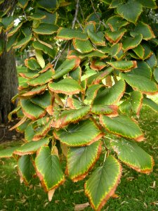 LindenFoliageStudy2016 Tree CH2b