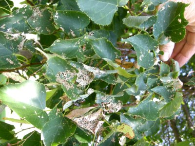 LindenFoliageStudy2016 Tree HG1c