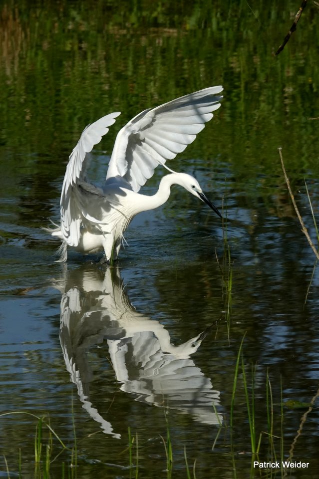 L'aigrette garzette (Egretta garzetta) en pleine action de pêche.