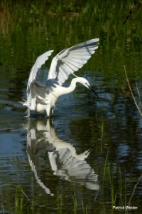 L'aigrette garzette (Egretta garzetta) en pleine action de pêche.