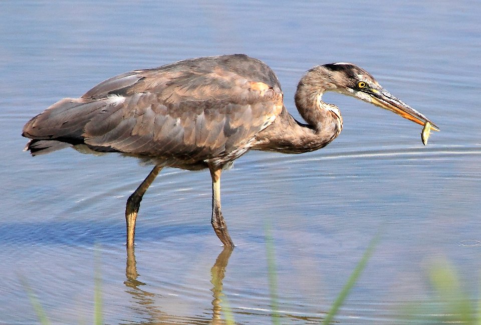 Pitt River - Blue Heron Catching Fish