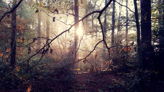 Morning Dew in Autumn