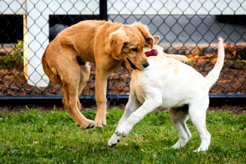 2015 08 19-Puppy Gone Wild-248