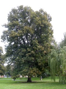 LindenFoliageStudy2016 Tree CH2a