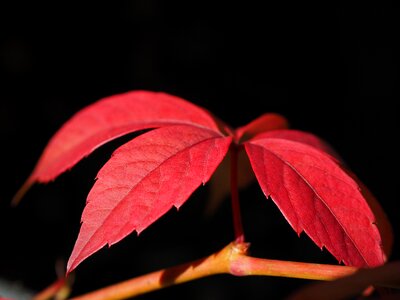 Ordinary jungfernrebe wine autumn