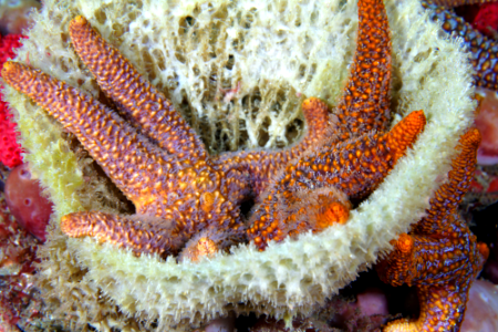 Sponge bath