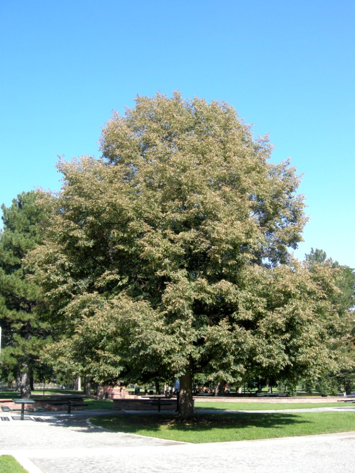 LindenFoliageStudy2016 Tree WP1a