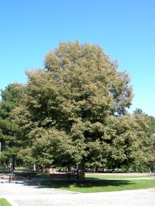 LindenFoliageStudy2016 Tree WP1a