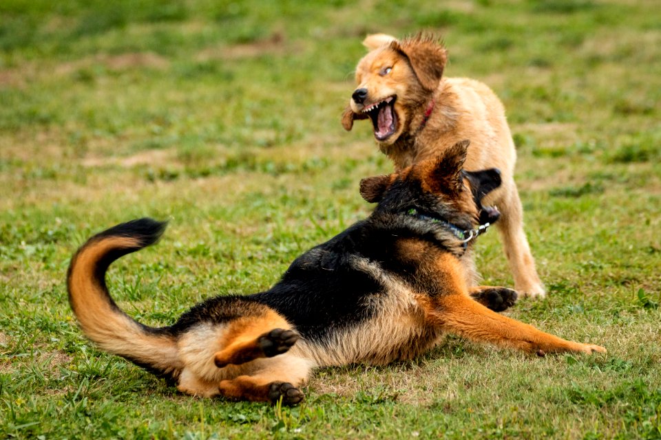 2015 08 19-Puppy Gone Wild-940