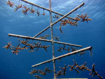 Coral Tree photo