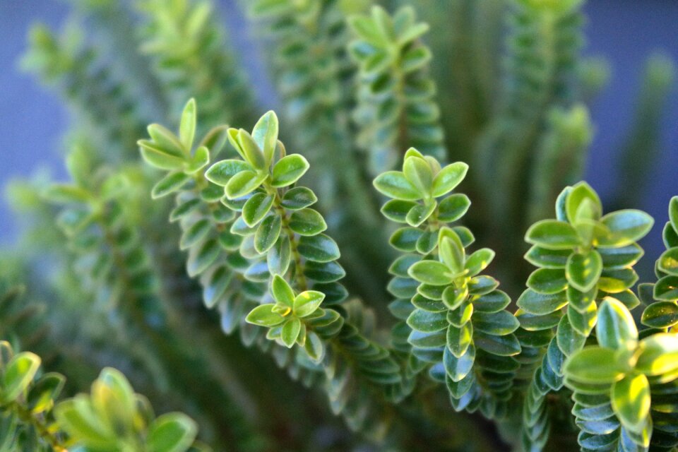 Nature leaf leaves
