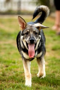 2015 08 19-Puppy Gone Wild-927