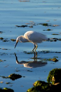 Snowy Egret and Reflection