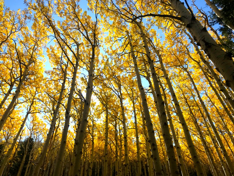 Fall in Lockett Meadow