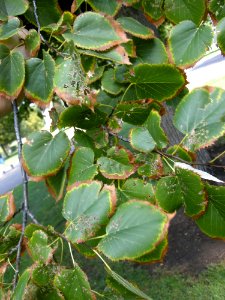 LindenFoliageStudy2016 Tree WP3c
