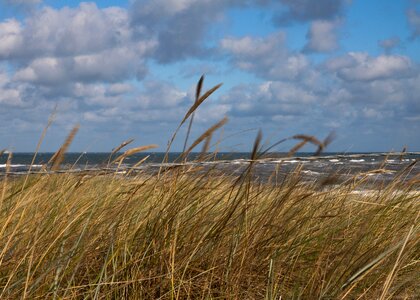 Grass dunes wind protection photo