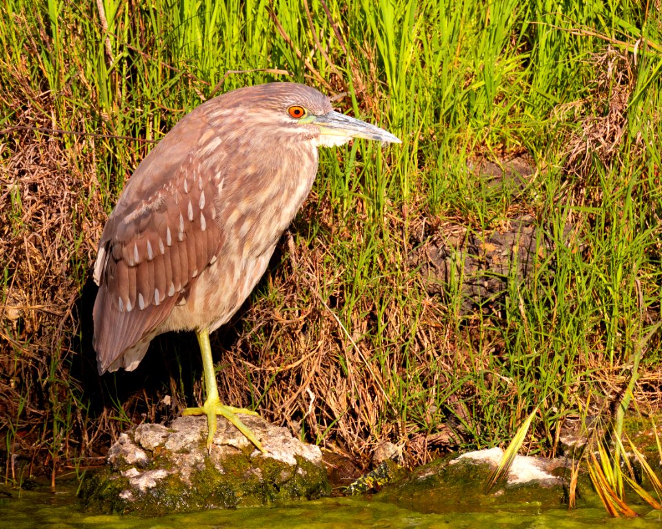 black crowned night heron (juvenile)