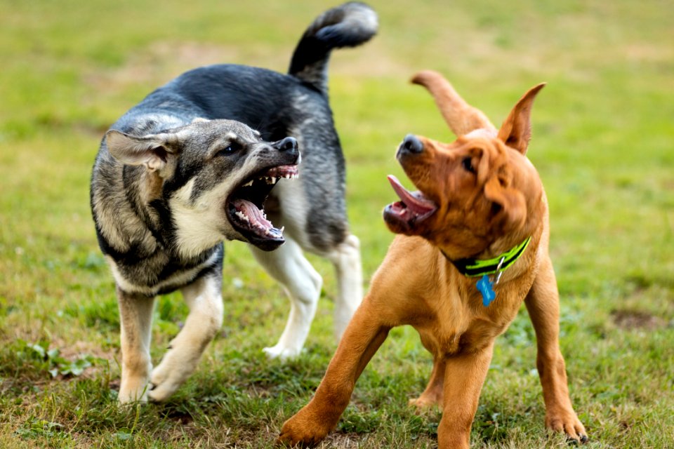2015 08 19-Puppy Gone Wild-368