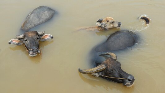 Water buffalo animals swim