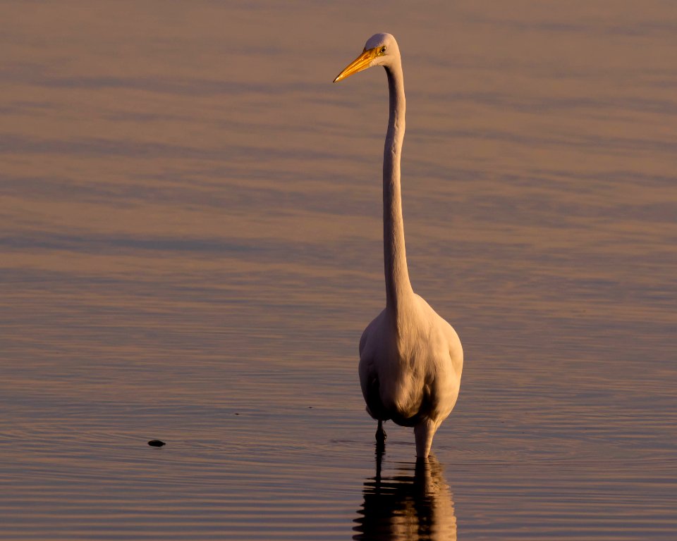 Great Egret face on