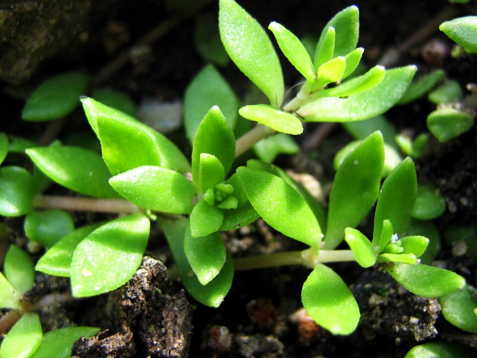 Green the sapling macro the sapling