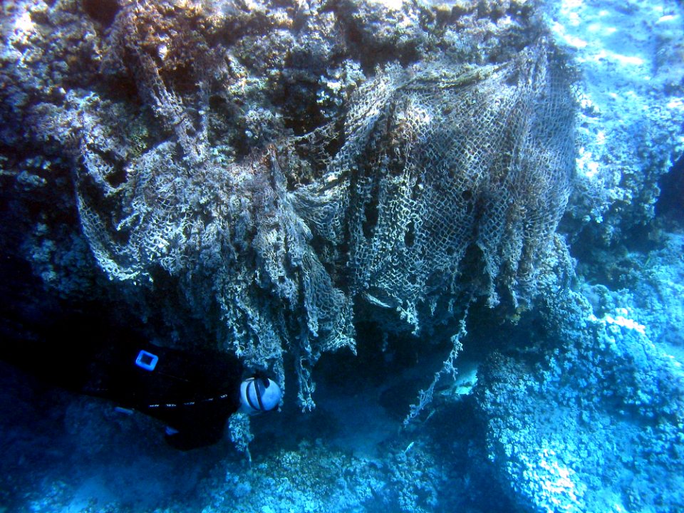 Derelict Net on Coral