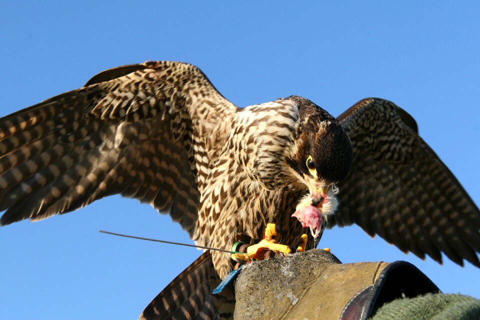 Bird of prey bird falconry