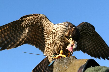 Bird of prey bird falconry